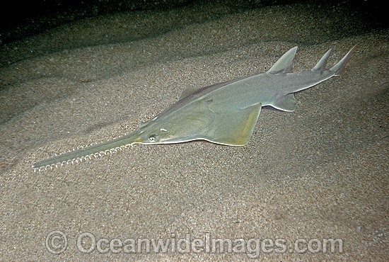 Green Sawfish Pristis zijsron photo