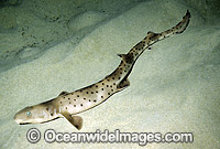 Rusty Carpet Shark Parascyllium ferrugineum Photo - Rudie Kuiter