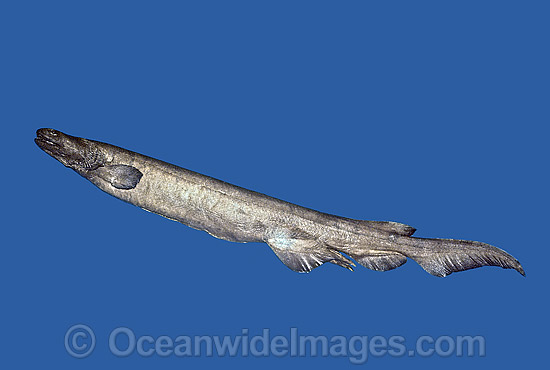 Frilled Shark Chlamydoselachus anguineus photo