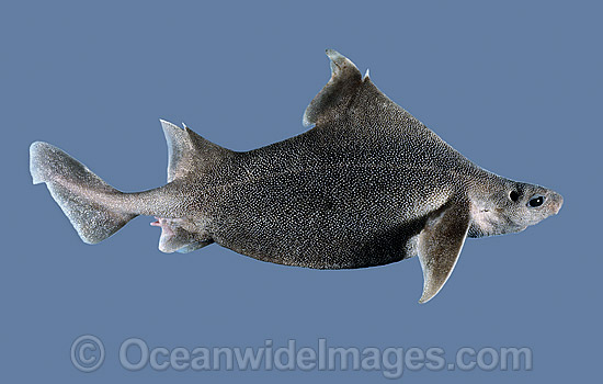 Prickly Dogfish Oxynotus bruniensis photo