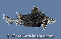 Prickly Dogfish Oxynotus bruniensis Photo - Rudie Kuiter