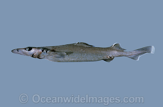 Longsnout Dogfish Deania quadrispinosa photo
