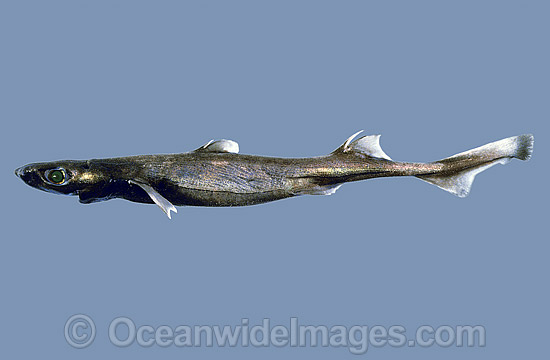 Blackbelly Lantern Shark Etmopterus lucifer photo