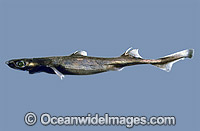 Blackbelly Lantern Shark Etmopterus lucifer Photo - Rudie Kuiter