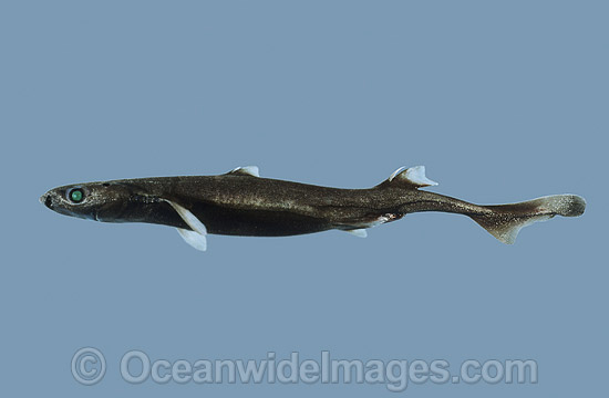 New Zealand Lantern Shark Etmopterus baxteri photo