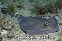 Sparsely-spotted Stingaree Urolophus paucimaculatus Photo - Gary Bell