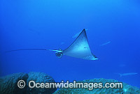 White-spotted Eagle Ray Photo - Gary Bell