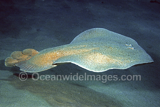 electric ray pictures