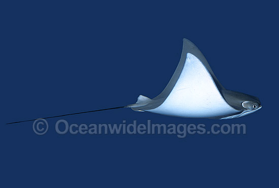 Cownose Stingrays Swim 10 000 Gallon Editorial Stock Photo - Stock