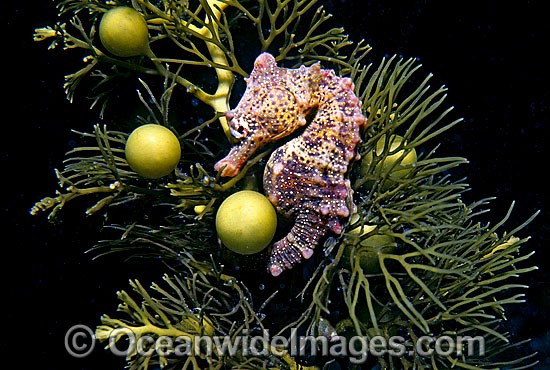 Short-head Seahorse on sea algae photo
