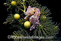 Short-head Seahorse on sea algae Photo - Gary Bell