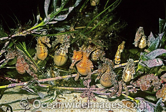 Short-head Seahorses grouping together at night photo