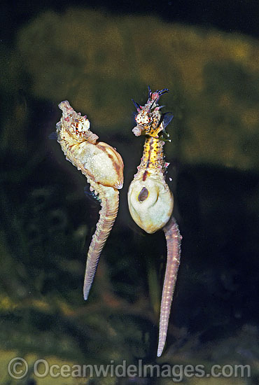 Short-head Seahorse egg transfer photo