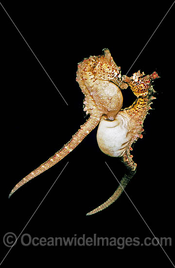 Seahorse placing ovipositor into males pouch photo