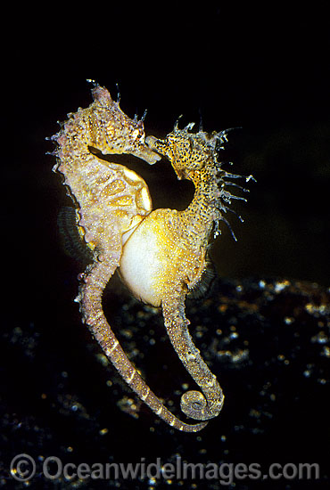 Short-head Seahorse eggs males brood pouch photo