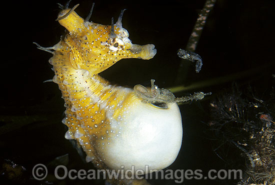 Short-head Seahorse Babies emerging photo