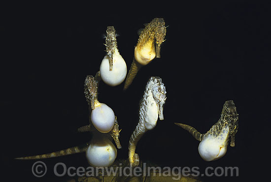 Pot-belly Seahorse males chasing female photo