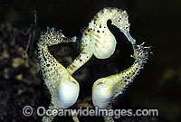 Pot-belly Seahorse female with males Photo - Rudie Kuiter