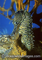 Low-crown Seahorse Hippocampus dahli Photo - Rudie Kuiter