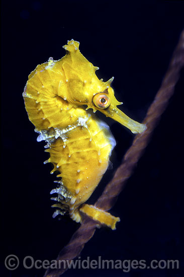 High-crown Seahorse Hippocampus procerus photo