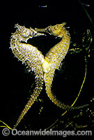 Whites Seahorse transferring eggs into males pouch Photo - Rudie Kuiter