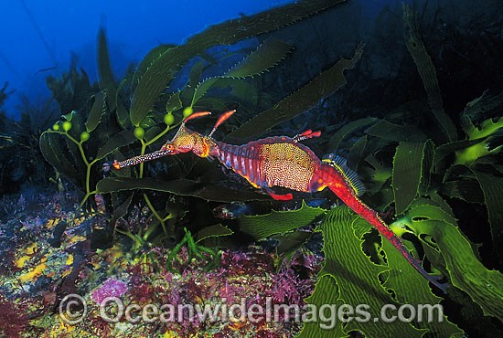 Weedy Seadragon in kelp photo