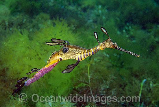 Weedy Seadragon with eggs attached photo