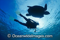 Loggerhead Sea Turtle Scuba Diver Photo - Gary Bell