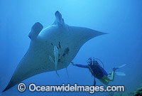 Giant Oceanic Manta Ray Heron Island Photo - Gary Bell