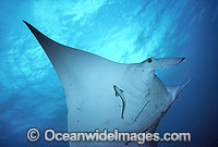 Giant Oceanic Manta Ray Photo - Gary Bell