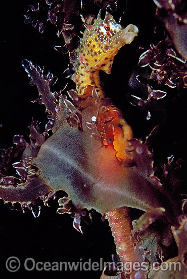 Short-head Seahorse on sea algae photo