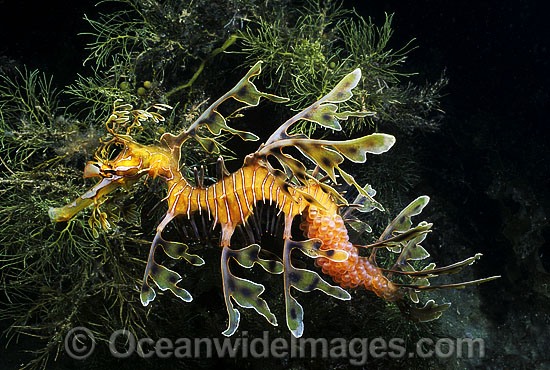 Leafy Seadragon with eggs attached to tail photo