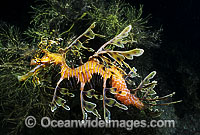 Leafy Seadragon with eggs attached to tail Photo - Gary Bell
