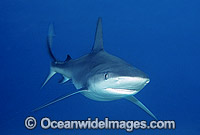 Galapagos Shark Photo - Gary Bell