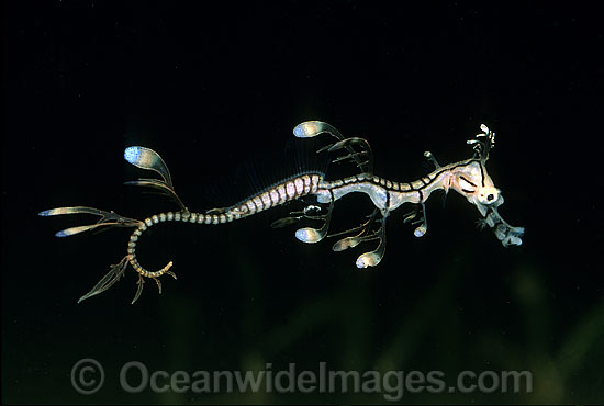 Leafy Seadragon hatchling photo