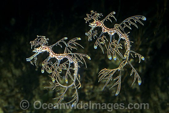 Leafy Seadragon pair photo