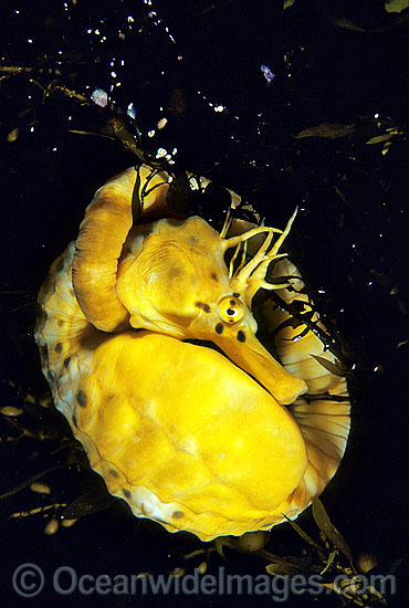 Southern Pot-belly Seahorse photo