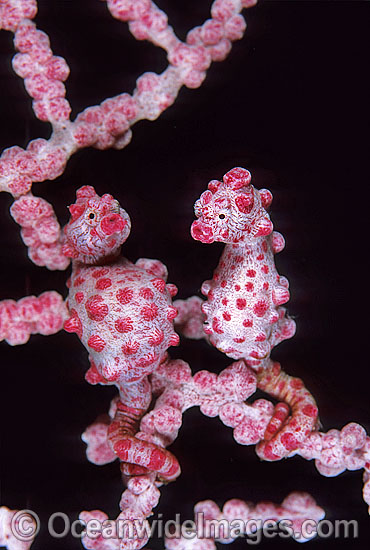 Pygmy Seahorse pair Hippocampus bargibanti photo