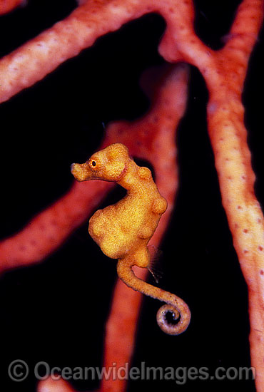 Pygmy Seahorse photo
