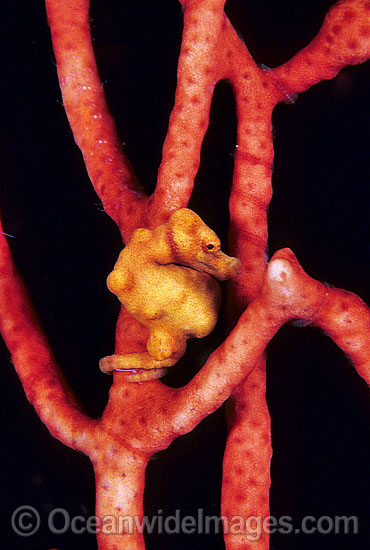 Pygmy Seahorse Hippocampus denise photo