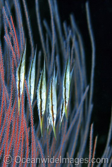 Rigid Shrimpfish in whip coral photo