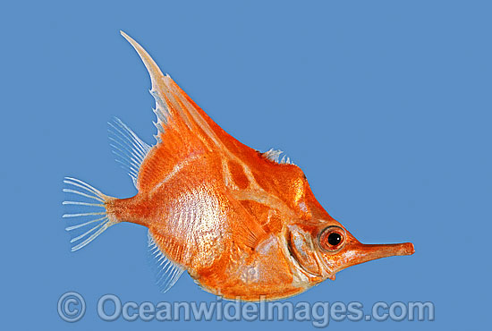 Orange Bellowsfish Notopogon xenosoma photo