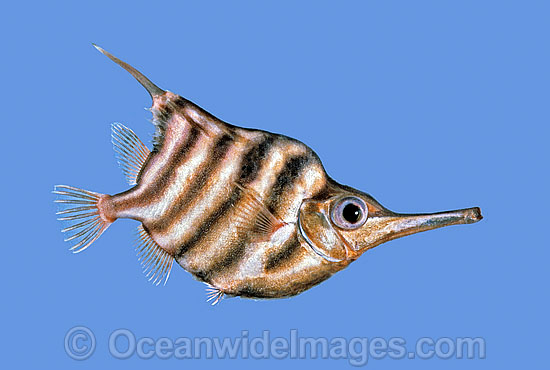 Banded Bellowsfish Centriscops humerosus photo