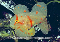 Red Velvetfish Gnathanacanthus goetzeei Photo - Rudie Kuiter
