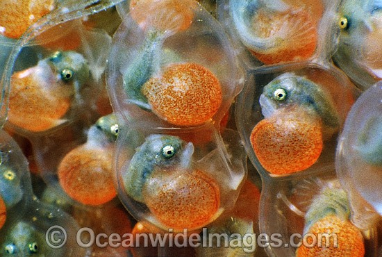 Tasselled Anglerfish mature eggs photo