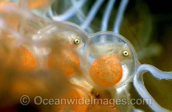 Tasselled Anglerfish eggs photo