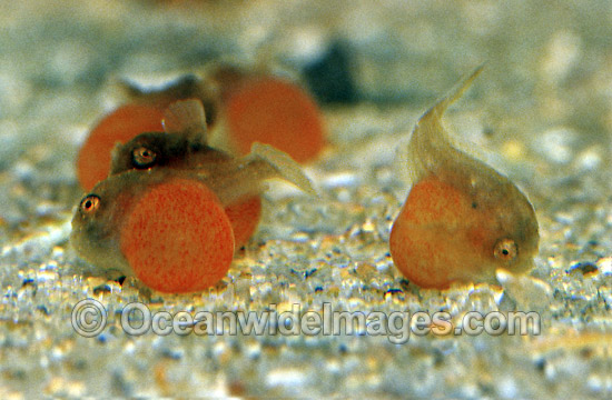 Tasselled Anglerfish newborn hatchlings with egg yolk photo