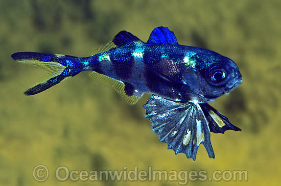 bluebottle fish