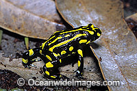 Corroboree Frog Pseudophryne corroboree Photo - Gary Bell