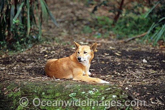 Australian Dingo Canus dingo photo